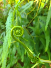 Gleichenella
