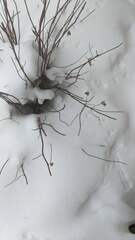 Peromyscus maniculatus