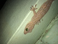 Gekko smithii