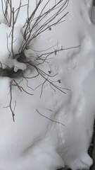 Peromyscus maniculatus