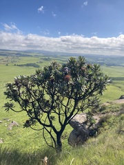 Protea roupelliae roupelliae