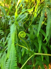 Gleichenella