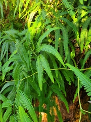 Gleichenella