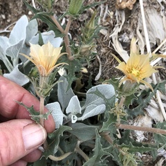 Mentzelia hirsutissima