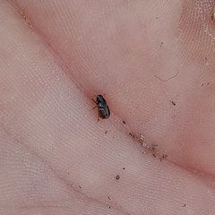 Aphodiini