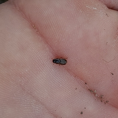Aphodiini