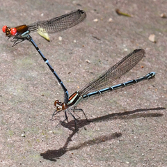 Argia limitata