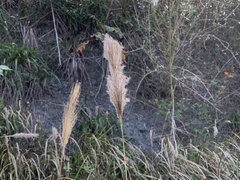 Saccharum formosanum