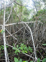 Rhizophora mangle