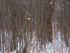 Typha latifolia