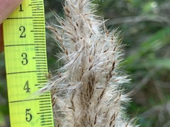 Saccharum formosanum