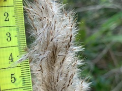 Saccharum formosanum