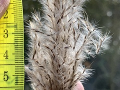 Saccharum formosanum