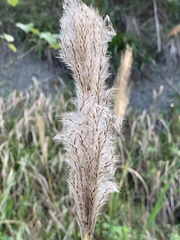 Saccharum formosanum