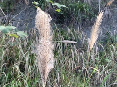 Saccharum formosanum