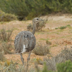 Rhea pennata
