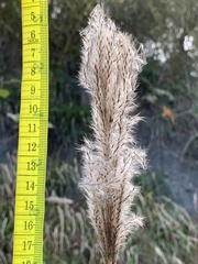 Saccharum formosanum