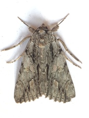 Catocala coccinata