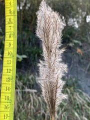 Saccharum formosanum