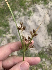 Cyperus longus tenuiflorus