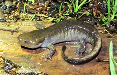 Ambystoma talpoideum