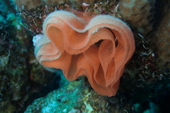 Hexabranchus sanguineus