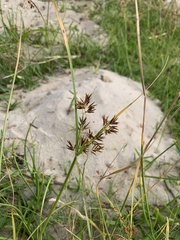 Cyperus longus tenuiflorus