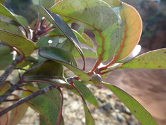 Timonius platycarpus