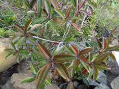 Timonius platycarpus