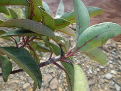 Timonius platycarpus