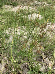 Cyperus longus tenuiflorus