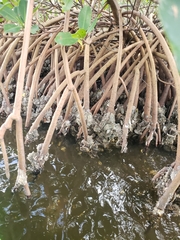 Crassostrea virginica