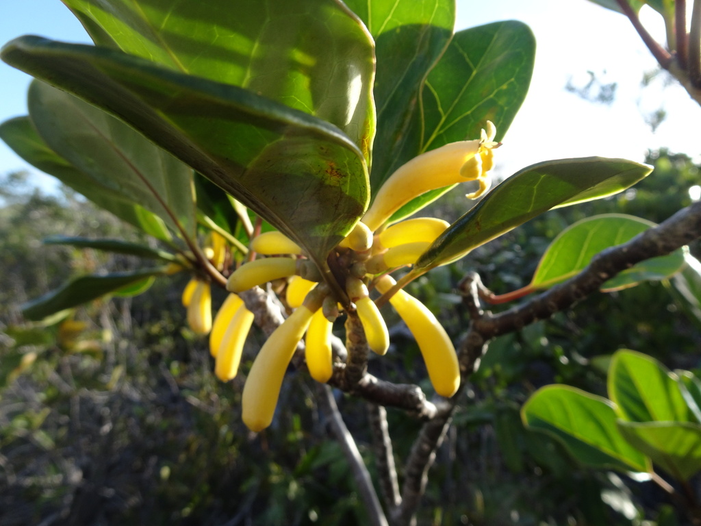 Gmelina tholicola