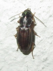 Platymetopus figuratus