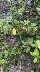 Veronica elliptica