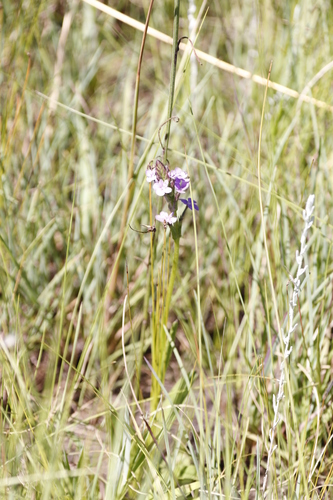 Buchnera simplex (Buchnera simplex)