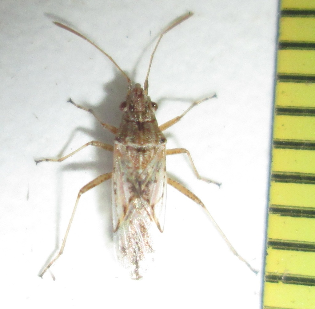 Camptocoris