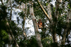Semliki Red Colobus photo 3