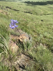 Agapanthus campanulatus