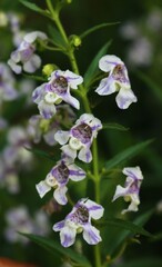 Angelonia