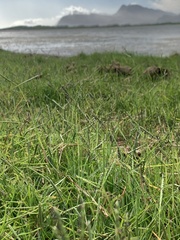 Paspalum vaginatum