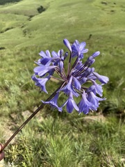 Agapanthus campanulatus