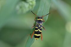 Clytus arietis