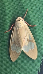 Amerila astreus