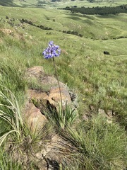 Agapanthus campanulatus
