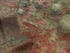 Symphodus mediterraneus