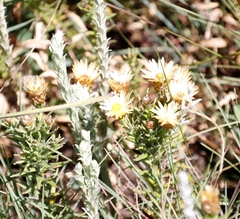 Helichrysum herbaceum