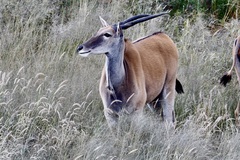 Tragelaphus oryx oryx