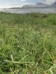 Paspalum vaginatum