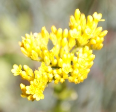 Sebaea sedoides